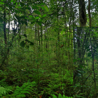 Field trip to Sinharaja